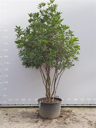Osmanthus armatus 250-300 cm container multi-stem - image 3