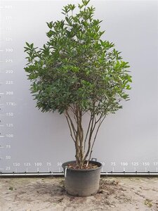 Osmanthus armatus 250-300 cm container multi-stem - image 3