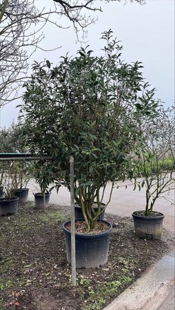 Osmanthus armatus 250-300 cm container multi-stem - image 2