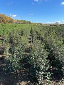 Osmanthus burkwoodii 100-125 cm met kluit - afbeelding 5