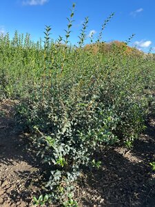 Osmanthus burkwoodii 100-125 cm met kluit - afbeelding 6
