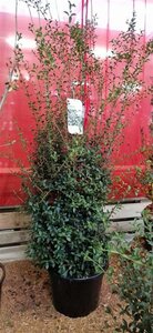 Osmanthus burkwoodii 100-125 cm met kluit - afbeelding 5