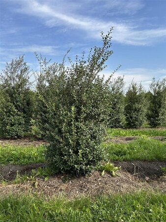 Osmanthus burkwoodii 150-175 cm draadkluit - afbeelding 1