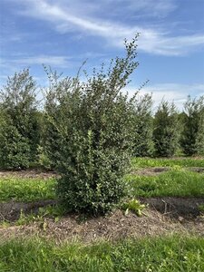 Osmanthus burkwoodii 150-175 cm draadkluit