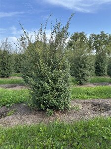 Osmanthus burkwoodii 150-175 cm draadkluit - afbeelding 2
