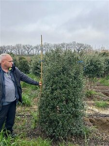 Osmanthus burkwoodii 150-175 cm draadkluit - afbeelding 3