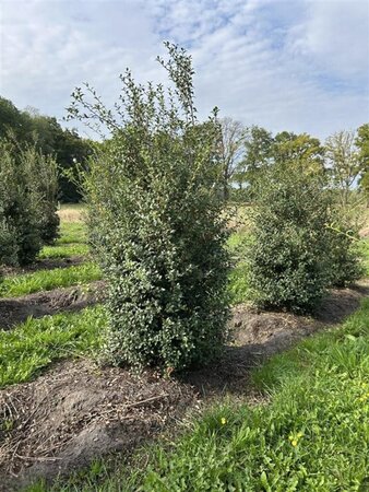 Osmanthus burkwoodii 175-200 cm draadkluit - afbeelding 5
