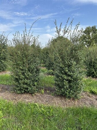 Osmanthus burkwoodii 175-200 cm draadkluit - afbeelding 6