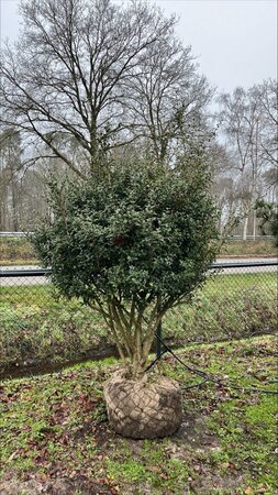 Osmanthus burkwoodii 200-225 cm draadkluit meerstammig - afbeelding 1