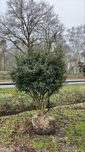 Osmanthus burkwoodii 200-225 cm draadkluit meerstammig