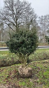 Osmanthus burkwoodii 200-225 cm draadkluit meerstammig - afbeelding 2