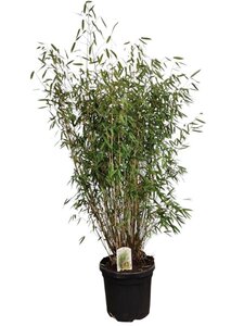 Osmanthus burkwoodii 40-60 cm cont. 3,0L - afbeelding 5
