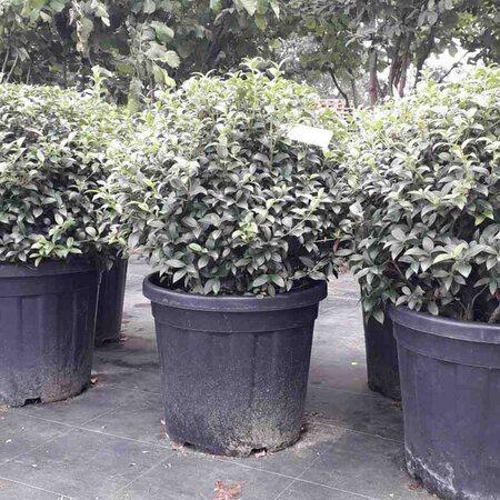 Osmanthus burkwoodii 50 cm container bol - afbeelding 1