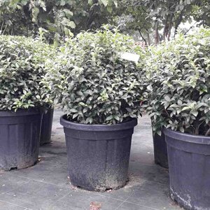 Osmanthus burkwoodii 50 cm container bol - afbeelding 1