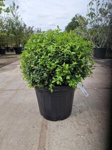 Osmanthus burkwoodii 50 cm container bol