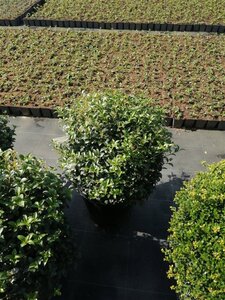 Osmanthus burkwoodii 50 cm container bol - afbeelding 2