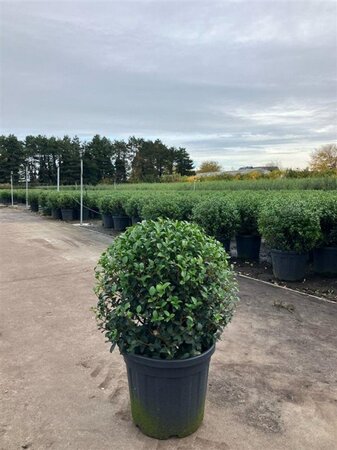 Osmanthus burkwoodii 50 cm container bol - afbeelding 2