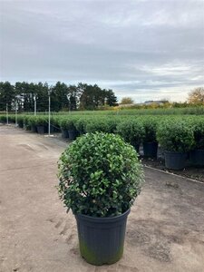 Osmanthus burkwoodii 50 cm container bol - afbeelding 2