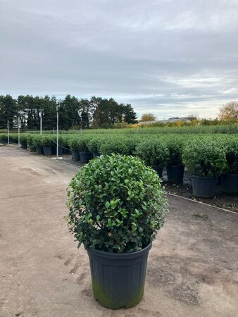 Osmanthus burkwoodii 50 cm container bol - afbeelding 12