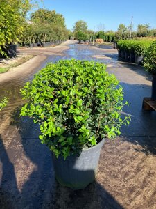 Osmanthus burkwoodii 50 cm container bol - afbeelding 4