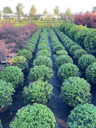 Osmanthus burkwoodii 50 cm container bol - afbeelding 3