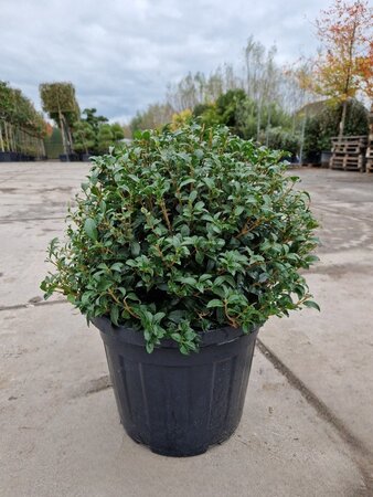 Osmanthus burkwoodii 50 cm container bol - afbeelding 11