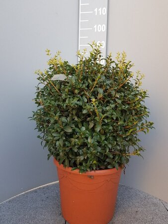 Osmanthus burkwoodii 50 cm container bol - afbeelding 10