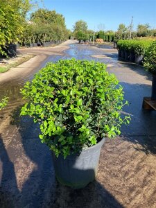 Osmanthus burkwoodii 50 cm container bol - afbeelding 2