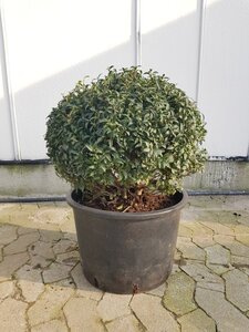 Osmanthus burkwoodii 50 cm container bol - afbeelding 9