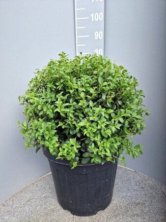 Osmanthus burkwoodii 50 cm container bol - afbeelding 8