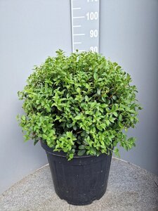 Osmanthus burkwoodii 50 cm container bol - afbeelding 8