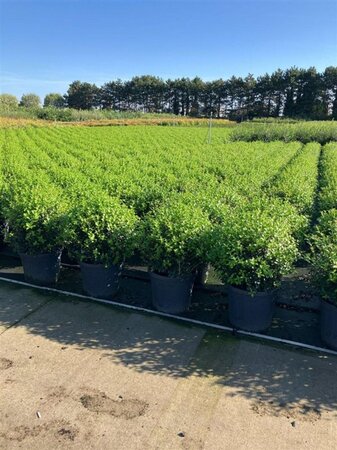 Osmanthus burkwoodii 50 cm container bol - afbeelding 12