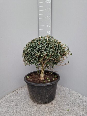 Osmanthus burkwoodii 50 cm container bol - afbeelding 7