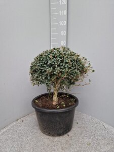 Osmanthus burkwoodii 50 cm container bol - afbeelding 7