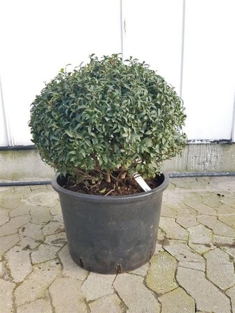 Osmanthus burkwoodii 50 cm container bol - afbeelding 6