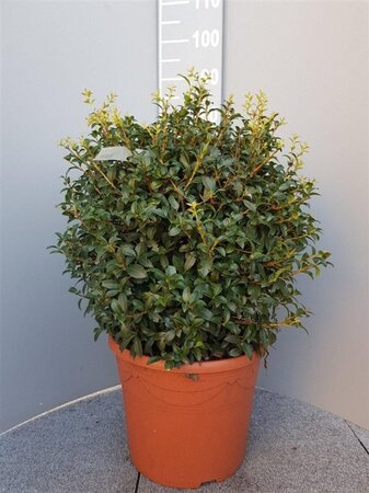 Osmanthus burkwoodii 50 cm container bol - afbeelding 5