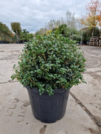 Osmanthus burkwoodii 50 cm container bol - afbeelding 7
