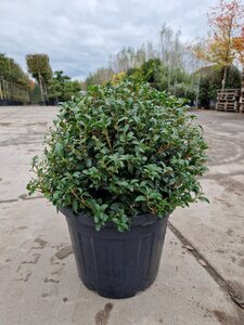 Osmanthus burkwoodii 50 cm container bol - afbeelding 7