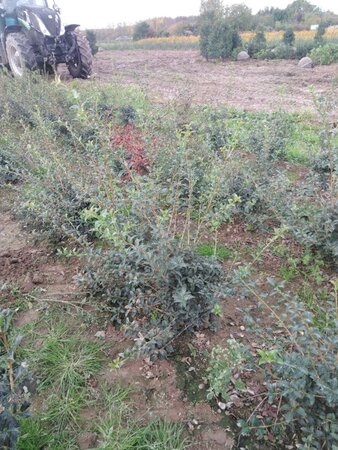 Osmanthus burkwoodii 80-100 cm met kluit - afbeelding 2