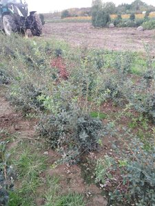 Osmanthus burkwoodii 80-100 cm met kluit - afbeelding 2