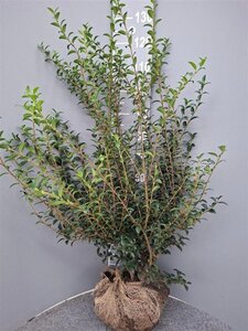 Osmanthus burkwoodii 80-100 cm met kluit - afbeelding 3