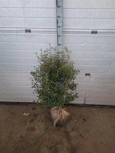 Osmanthus burkwoodii 80-100 cm met kluit