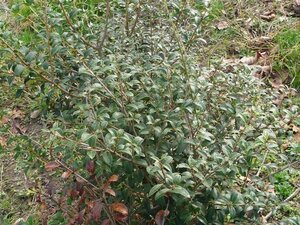 Osmanthus burkwoodii 80-100 cm met kluit - afbeelding 2