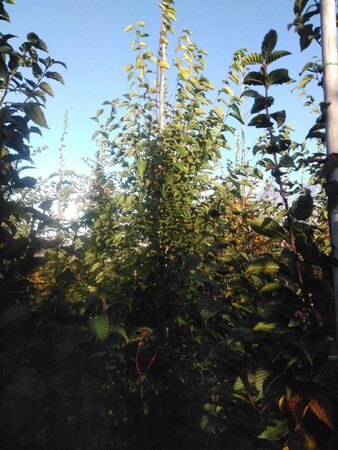 Ostrya carpinifolia 10-12 cm wortelgoed geveerd - afbeelding 2