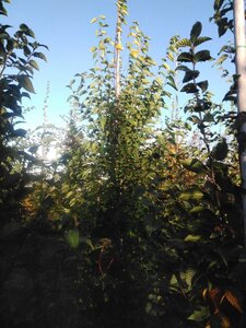 Ostrya carpinifolia 10-12 cm wortelgoed geveerd - afbeelding 2