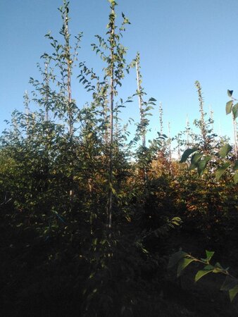 Ostrya carpinifolia 6-8 cm wortelgoed geveerd - afbeelding 2