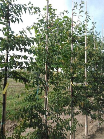 Ostrya carpinifolia 6-8 cm wortelgoed geveerd - afbeelding 1