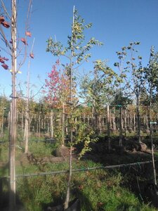 Ostrya carpinifolia 8-10 cm BAG geveerd