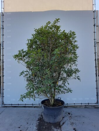 Osmanthus fragrans aurantiacus 200-225 cm WRB multi-stem