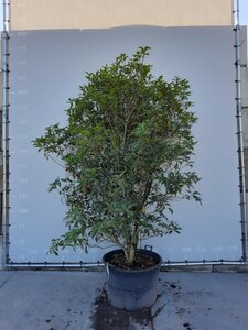 Osmanthus fragrans aurantiacus 200-225 cm WRB multi-stem